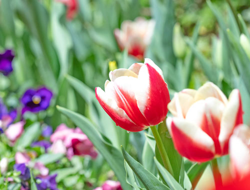 園庭開放「お庭で遊ぼう」